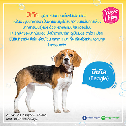 บทความน่ารู้ | ยิปปี้ แฮปปี้