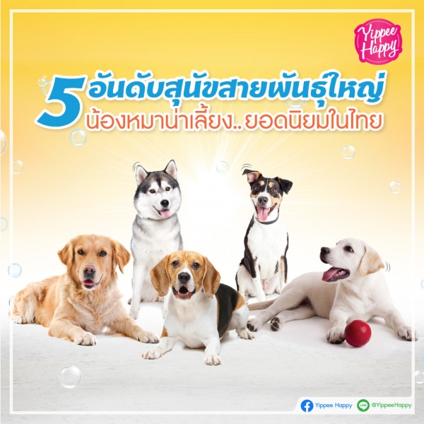 บทความน่ารู้ | ยิปปี้ แฮปปี้