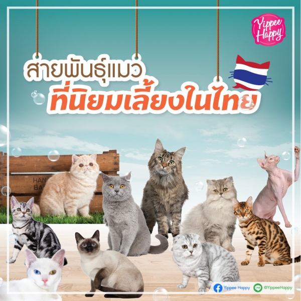 แมว เปอร์เซีย สี ครีม