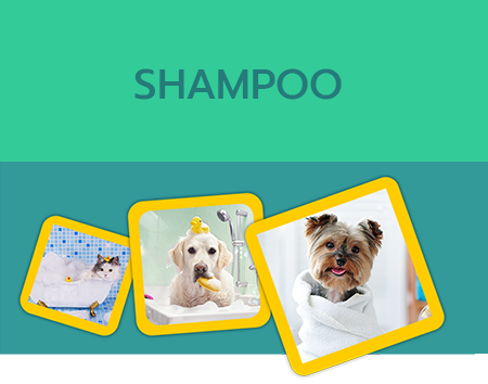 SHAMPOO